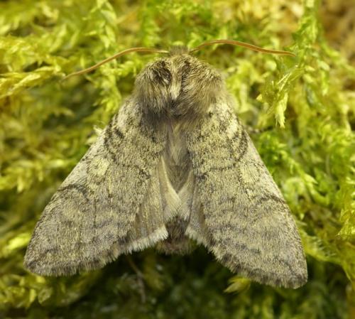 Achlya flavicornis